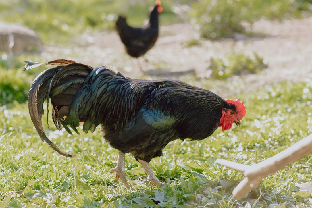 Farm Tours