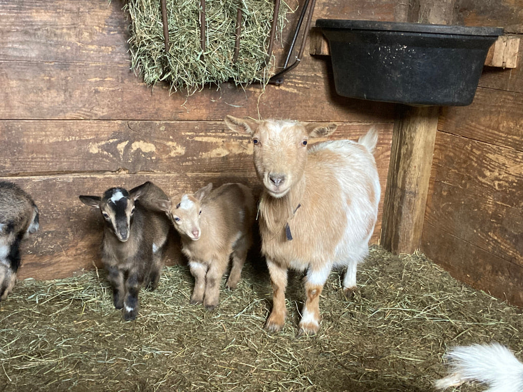 Farm Tours