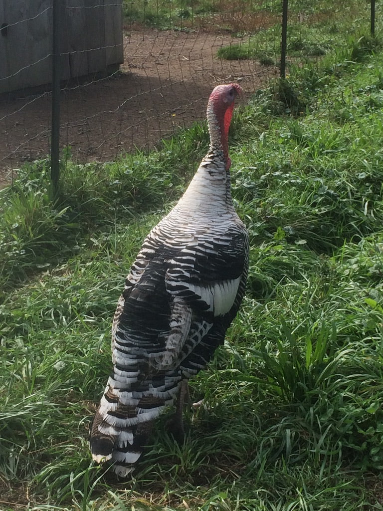 Farm Tours